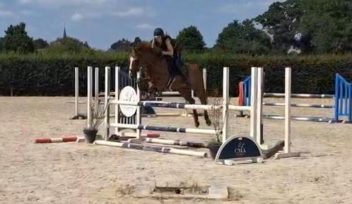 Mooie alround springgefokte ruin, Dieren en Toebehoren, Paarden, Ruin, B, 160 tot 165 cm, 3 tot 6 jaar, Springpaard, Met stamboom