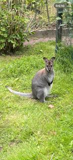 Kangoeroe Bennett-wallaby te koop/ruil, Dieren en Toebehoren, Overige Dieren, Januari, Mannelijk