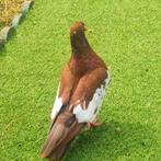 Duiven, Tuin en Terras, Tuinbeelden, Ophalen, Zo goed als nieuw