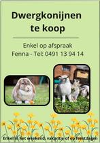 Schattige dwergkonijntjes, Dieren en Toebehoren, Konijnen