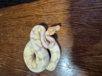 2 jonge ballpythons, Dieren en Toebehoren