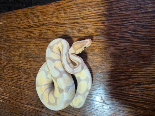2 jonge ballpythons, Dieren en Toebehoren, Reptielen en Amfibieën