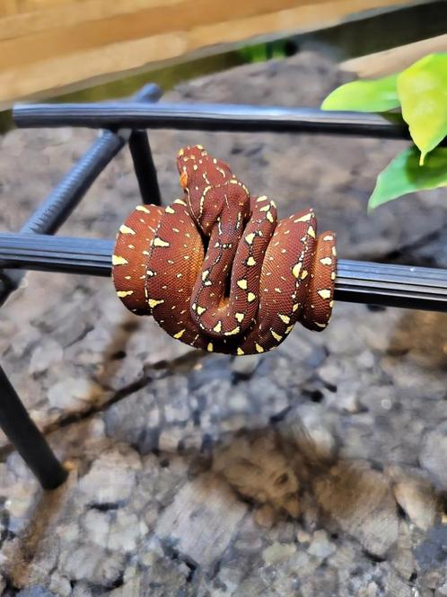 Morelia Viridis Wamena, Dieren en Toebehoren, Reptielen en Amfibieën | Toebehoren, Ophalen