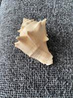 Schelpen, Verzamelen, Ophalen, Schelp(en)