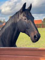 Zwarte BWP-ruin 1m82 – 15 j – dressuur, Dieren en Toebehoren, 175 cm of meer, B, Gechipt, Ruin