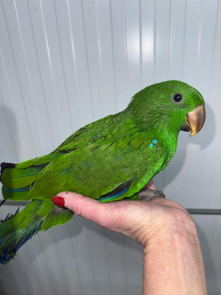 Jonge, super tamme edelpapegaaien, baby papegaai, Dieren en Toebehoren, Vogels | Parkieten en Papegaaien, Papegaai, Pratend, Tam