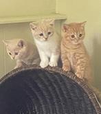 Brits korthaar kittens ️, Dieren en Toebehoren, Meerdere dieren, Gechipt, 0 tot 2 jaar