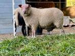 Rouge de l’ouest ramlammeren, Dieren en Toebehoren, Mannelijk, Schaap, 0 tot 2 jaar
