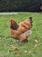 Brahma hen, Dieren en Toebehoren, Pluimvee, Vrouwelijk, Kip