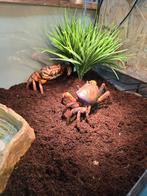 Afrikaanse veelkleurige landkrabben, Amfibie