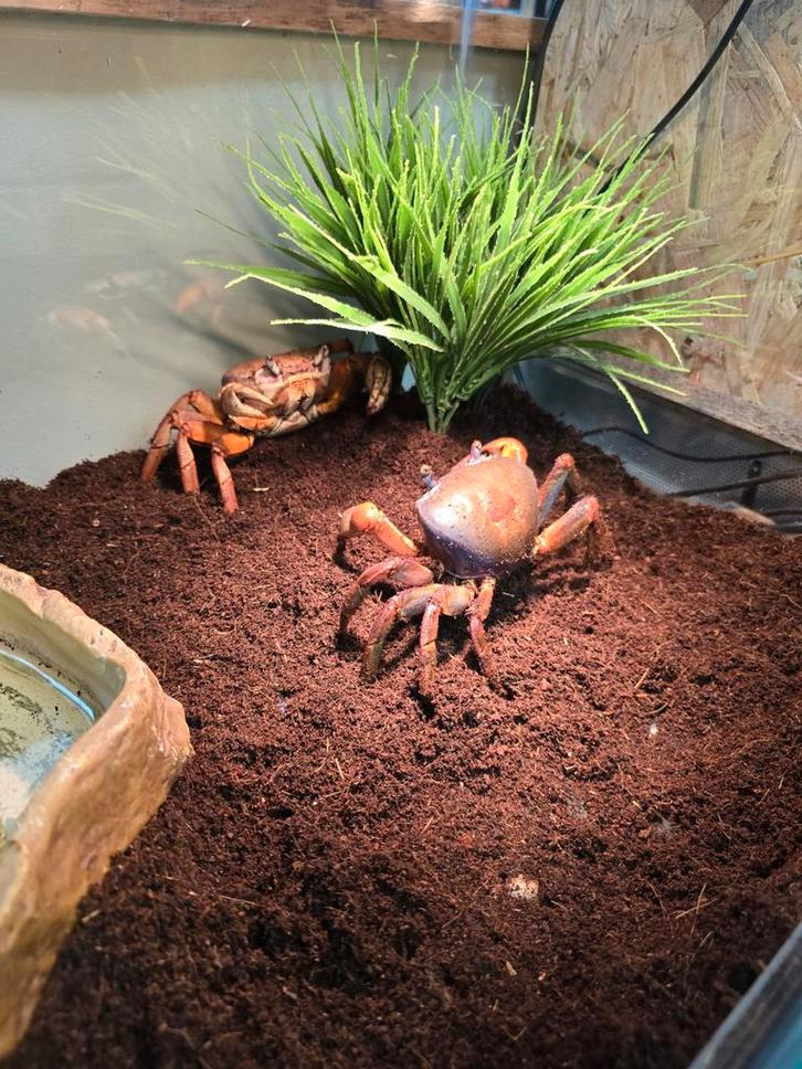 Afrikaanse veelkleurige landkrabben, Dieren en Toebehoren, Reptielen en Amfibieën, Amfibie