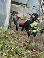 Bruin Bokje te koop, Dieren en Toebehoren, Schapen, Geiten en Varkens, Mannelijk, Geit, 0 tot 2 jaar