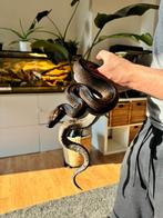 Boa Constrictor Imperator - Motley Leopard Het Albino, Animaux & Accessoires, Reptiles & Amphibiens, Serpent, Domestique, 0 à 2 ans