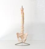 Groot Anatomisch model Wervelkolom inclusief statief, Antiek en Kunst, Curiosa en Brocante, Ophalen of Verzenden