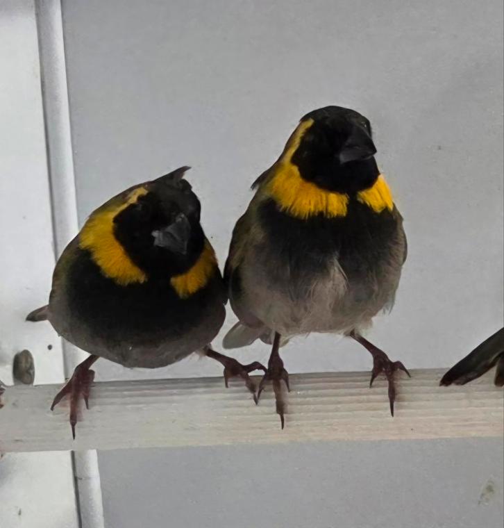 Cubavinken '25, Dieren en Toebehoren, Vogels | Overige Vogels