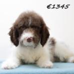 Lagotto Romagnolo pups te koop, Dieren en Toebehoren, Honden | Retrievers, Spaniëls en Waterhonden, 15 weken tot 1 jaar, Buitenland