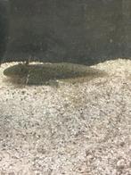 Jonge axolotls, Dieren en Toebehoren