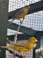 Kanarie groen-agaat mannen&poppen, Dieren en Toebehoren