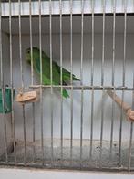 couple de corpus mexicains, Animaux & Accessoires, Oiseaux | Perruches & Perroquets, Perruche, Bagué