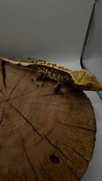 Harlekijn RTB wimpergekkos, Dieren en Toebehoren