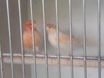 Rood/ rood mozaiek kanarie, Dieren en Toebehoren, Meerdere dieren, Kleurkanarie