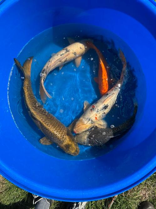Verschillende koi te koop, Dieren en Toebehoren, Vissen | Vijvervissen