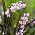 Ophiopogon Niger, Tuin en Terras, Planten | Tuinplanten, Ophalen, Halfschaduw