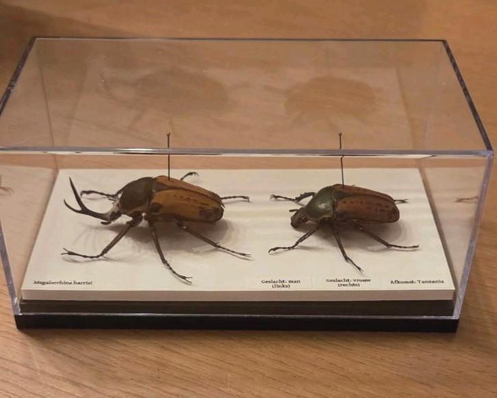 Koppel megalorrhina opgezet, Collections, Collections Animaux, Comme neuf, Insecte, Enlèvement