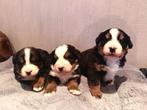 Beaux chiots de montagne bernois, Animaux & Accessoires, Swiss mountain, Plusieurs, Parvovirose, Belgique