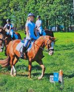 allround B-pony (merrie), Dieren en Toebehoren, Merrie, B, Gechipt, B pony (1.17m tot 1.27m)