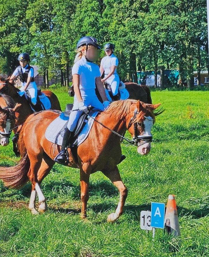 allround B-pony (merrie), Dieren en Toebehoren, Pony's, Merrie, B, B pony (1.17m tot 1.27m), 11 jaar of ouder, Met stamboom, Gechipt