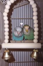 Couple d’inséparables, Mâle