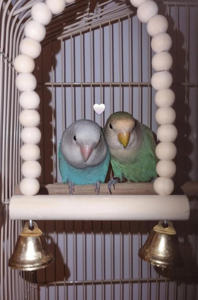 Couple d’inséparables, Animaux & Accessoires, Oiseaux | Perruches & Perroquets, Mâle