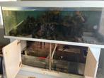Aquarium 1000litres, Enlèvement, Utilisé, Aquarium d'eau de mer rempli