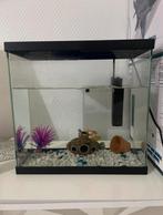 Vis + aquarium + filter + decoraties, Ophalen, Nieuw