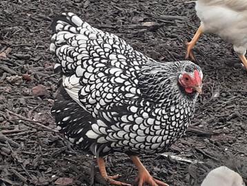 Wyandotte kriel hen zilver zwart gezoomd  beschikbaar voor biedingen