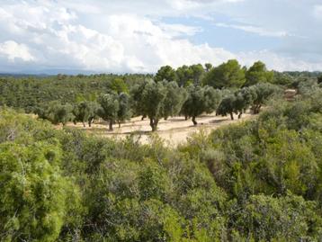 Finca in Calaceite (Aragón, Spanje) - 1089 beschikbaar voor biedingen