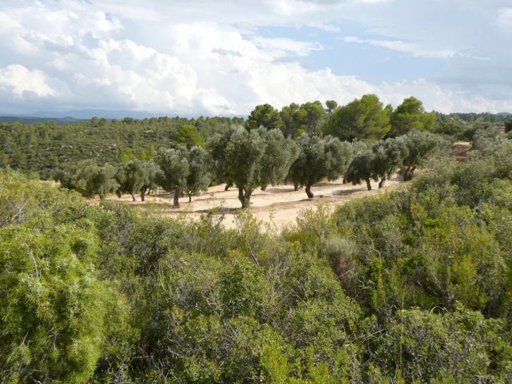 Finca in Calaceite (Aragón, Spanje) - 1089, Immo, Buitenland, Spanje, Overige soorten, Landelijk