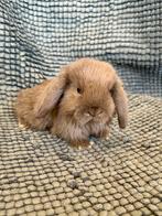 Lapins béliers nains, Dieren en Toebehoren, Konijnen, Meerdere dieren, Dwerg, Hangoor, 0 tot 2 jaar