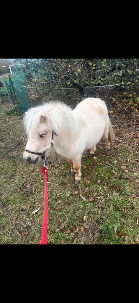 Palomino Shetlander enceinte, Animaux & Accessoires, Poneys, Jument