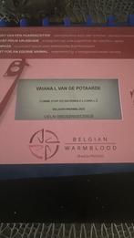 4 jarige Bwp merrie, Dieren en Toebehoren, Merrie, L