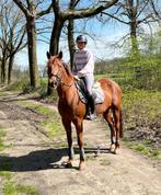 9 jarige recreatie merrie, Dieren en Toebehoren, Paarden, Merrie, Recreatiepaard, Gechipt, 7 tot 10 jaar