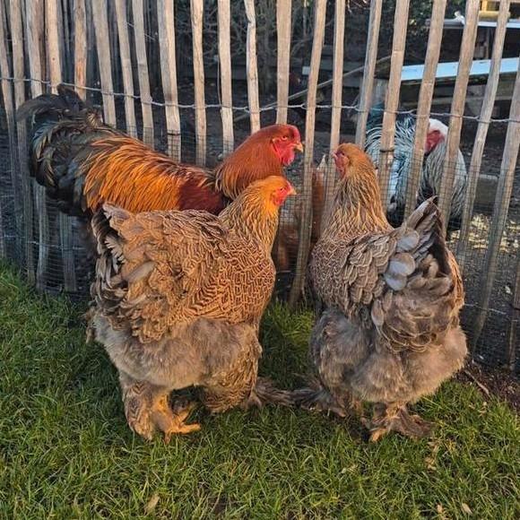 Brahma Trio ( patrijs / blauwpatrijs ), Dieren en Toebehoren, Pluimvee