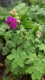 Geranium vivace fushia, Ophalen