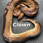 Clown Ball Python volwasse man, Dieren en Toebehoren