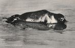 ZEEHOND  in  WATTENMEER, Verzamelen, Postkaarten | Dieren, Verzenden, 1960 tot 1980, Gelopen, Wild dier