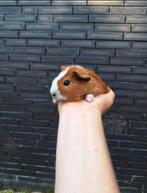 Jonge cavia's, verschillende kleurtjes, tam, Dieren en Toebehoren, Knaagdieren, Juni, Cavia, Tam