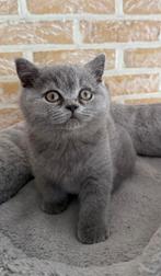 Britse korthaar kitten, Chatte ou Chat, Vermifugé