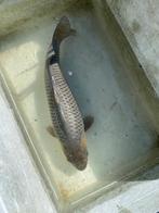 Kogane Ochiba, Soragoi, Kujaku, Chagoi, Karper of Koi