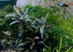 Bucephalandra theia * Aquariumplant, Ophalen of Verzenden